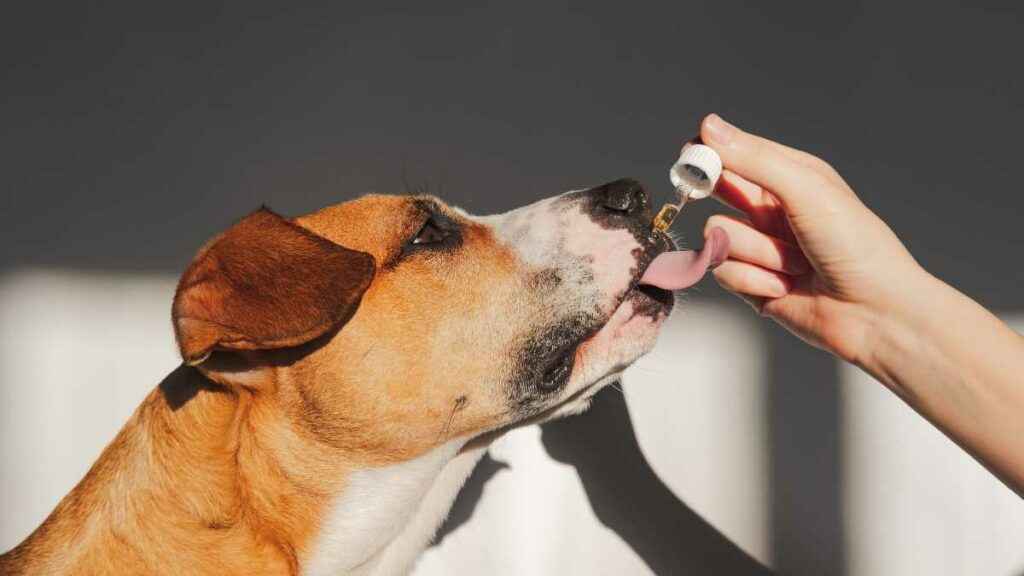 Buscopan para cachorro